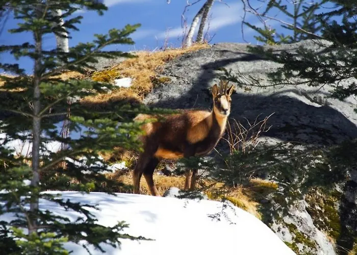 Appartement Duplex 8 Pers. Centre Ville Cauterets, Parking, Wifi - Fr-1-401-182 Apartament Cauterets